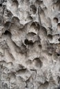 Tree bark Old wood texture Royalty Free Stock Photo