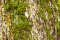 Tree bark overgrown with green moss, texture background, closeup Royalty Free Stock Photo