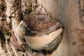 Tree bark with parasite mushroom, tree illustration, wooden background and texture Royalty Free Stock Photo