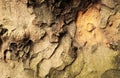 Tree bark pattern Royalty Free Stock Photo
