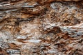 Tree Bark pattern texture background, Close Up of Bark Inner Tree Stump. Old tree bark trunk Royalty Free Stock Photo
