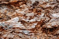 Tree Bark pattern texture background, Close Up of Bark Inner Tree Stump. Old tree bark trunk Royalty Free Stock Photo
