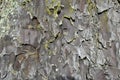 Tree Bark Close Up Royalty Free Stock Photo