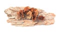 Tree bark piece with lichen mushrooms on white background