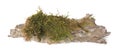 Tree bark piece with moss on white background, top view