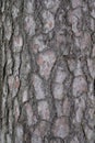 Tree bark. Pine tree. testure. Picture