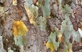 Texture of platanus tree bark Royalty Free Stock Photo
