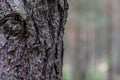 Tree bark-Poland forest. Soft background Royalty Free Stock Photo
