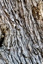 Tree Bark, Red Rock Conservation Area, Southern Nevada, USA Royalty Free Stock Photo