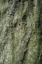 Tree Bark or Rhytidome Texture Detail