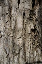 Tree Bark or Rhytidome Texture Detail