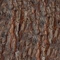 Tree bark seamless texture with rough surface and detailed wooden pattern macro Royalty Free Stock Photo