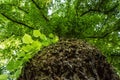 A tree bark shot from a low angle with the branches spread out on top Royalty Free Stock Photo
