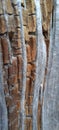 Wood texture in macro