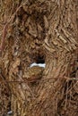 Tree bark with a snow-covered hollow Royalty Free Stock Photo