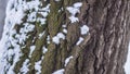 Tree bark Snow