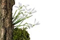 Tree bark snowdrops moss isolated white beckground Royalty Free Stock Photo