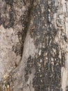 Tree bark texture for background, web design, poster, etc