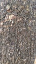 Tree bark texture for background, web design, poster, etc