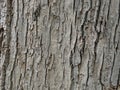 Tree bark texture