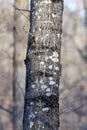 Tree bark from a Sugar Maple (acer saccharum) during winter Royalty Free Stock Photo