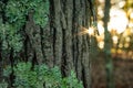 Tree bark with a sunburst Royalty Free Stock Photo