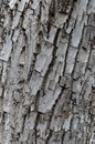 Tree bark surface. Old walnut trunk texture