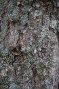 tree bark surface texture close up