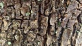 Tree bark textur Royalty Free Stock Photo