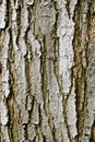 Tree Bark Texture