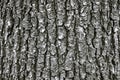 Tree bark texture Royalty Free Stock Photo