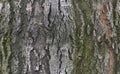 Tree bark texture Royalty Free Stock Photo