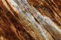 Tree bark texture Royalty Free Stock Photo