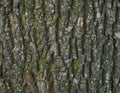 Tree Bark Texture - Acacia. Background for web page fill or graphic design. Pattern. Map for 3d texture. Wooden