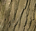 Tree Bark Texture - Acacia. Background for web page fill or graphic design. Pattern. Map for 3d texture. Wooden