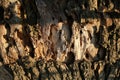 Tree bark texture background. Bark of tree trunk on sunny outdoor. Nature and ecology. Botany and plant