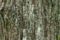 Tree bark texture background rough detail forest pattern grunge rugged surface