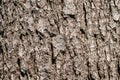 Tree bark texture background rough detail forest pattern surface wood trunk Royalty Free Stock Photo