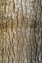 Tree bark texture for graphic resource