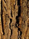 Tree Bark Texture. Royalty Free Stock Photo