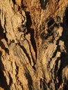 Tree Bark Texture. Royalty Free Stock Photo