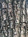 Tree bark texture background.