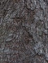 Tree bark texture and background