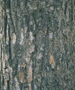 Tree bark texture background