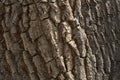 Tree Bark Texture Background Pattern