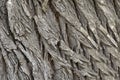 Tree Bark Texture Background Pattern