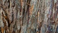 Tree bark texture. The background is a rough surface of the trunk, different shades of brown. Royalty Free Stock Photo