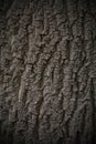 Tree bark texture background seamlessly tileable