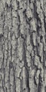 Tree bark. The texture of the bark of a tree. Vintage vector background Royalty Free Stock Photo