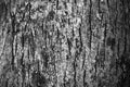 Tree bark texture in black and white Royalty Free Stock Photo
